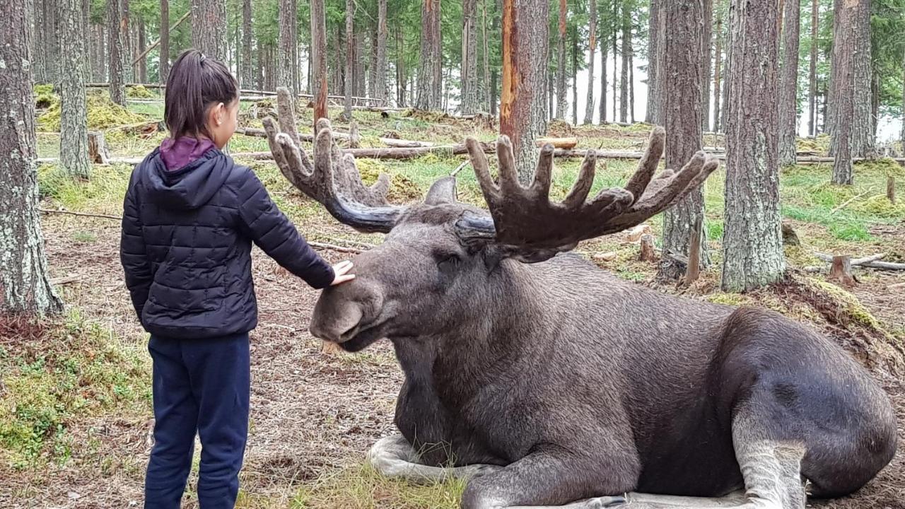 The Friendly Moose Overtornea Exterior foto