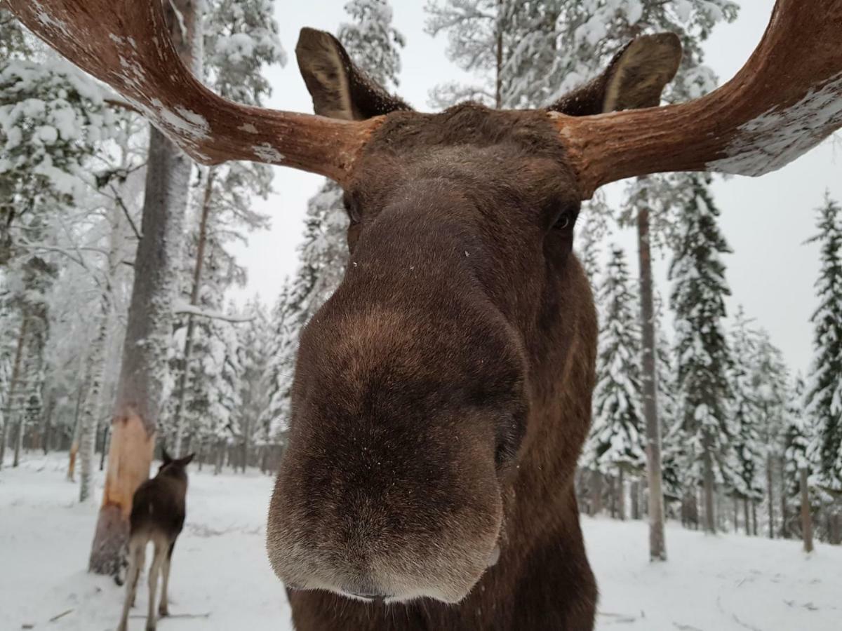 The Friendly Moose Overtornea Exterior foto